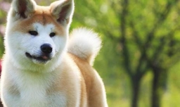 秋田犬为什么禁养？