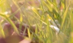 笔记本电脑视频通话没有声音怎么办？