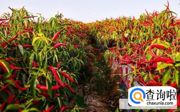辣椒种植科学方法有哪些?