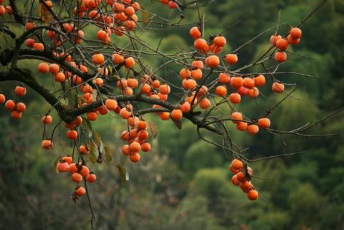 柿子不能和什么一起吃