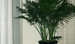 富贵椰子的养殖方法和注意事项