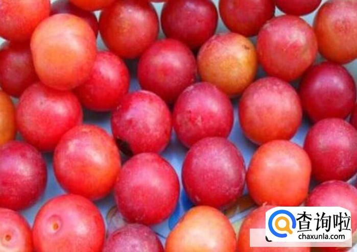 野李子怎样比较好吃
