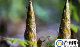 春笋和冬笋的口感差别大吗