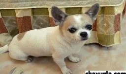 吉娃娃掉毛咋办