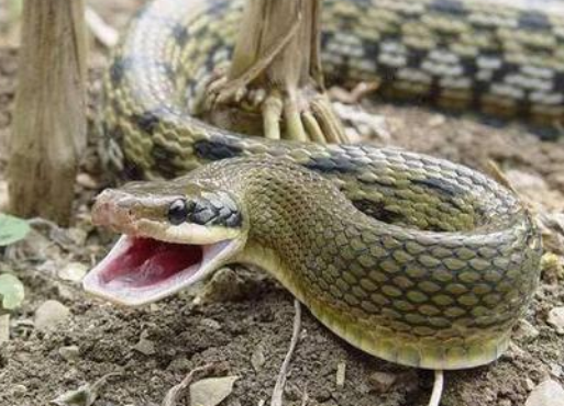 什么动物没有手却能做事