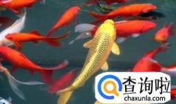 家里面养什么鱼好