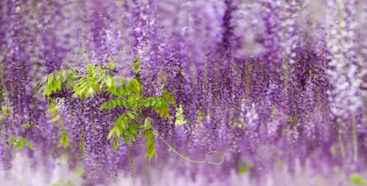 紫藤萝瀑布原文