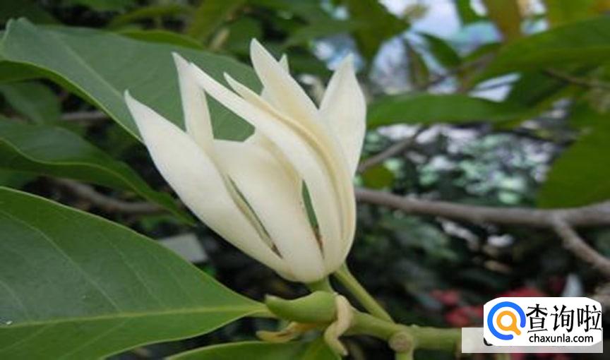 黄角兰怎么栽培最好