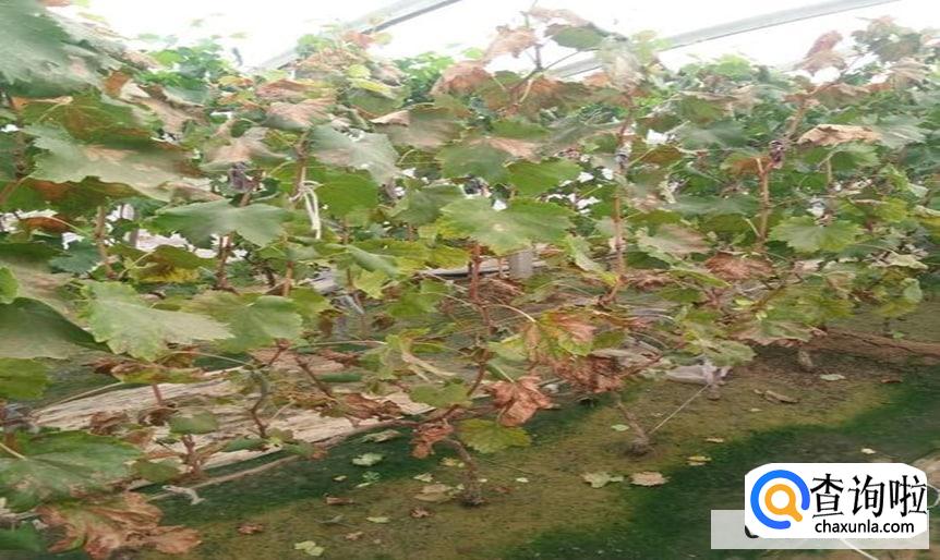 葡萄树流水怎么办