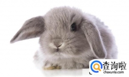 垂耳兔喂养注意事项