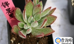 多肉植物冬季养护攻略