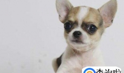 吉娃娃怀孕有什么症状，吉娃娃怀孕多久生