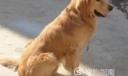 金毛拉肚子怎么办