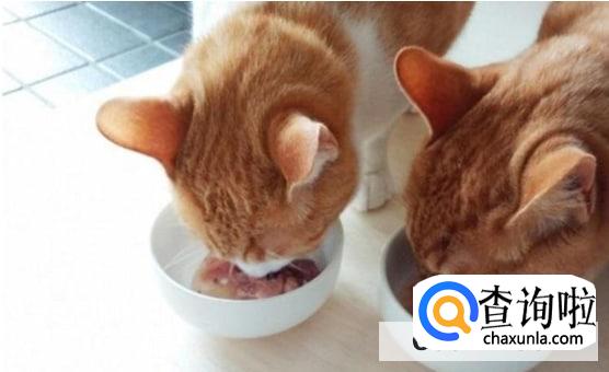 怎样避免猫咪挑食