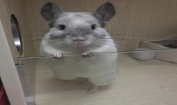 新手养龙猫快速上手技巧