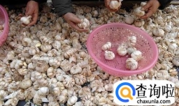 种蒜苗怎样挑选大蒜？