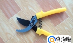 怎样才能养好红花文殊兰？