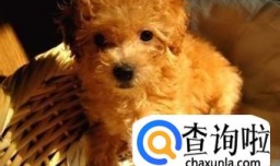 狗狗贫血怎么办呢？