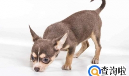 吉娃娃耳朵不立怎么办，吉娃娃的耳朵怎么清理