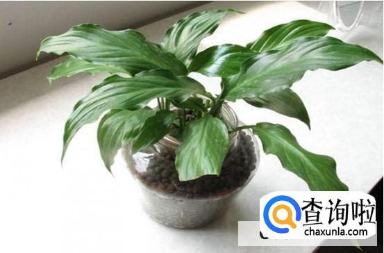 一帆风顺植物怎样养护