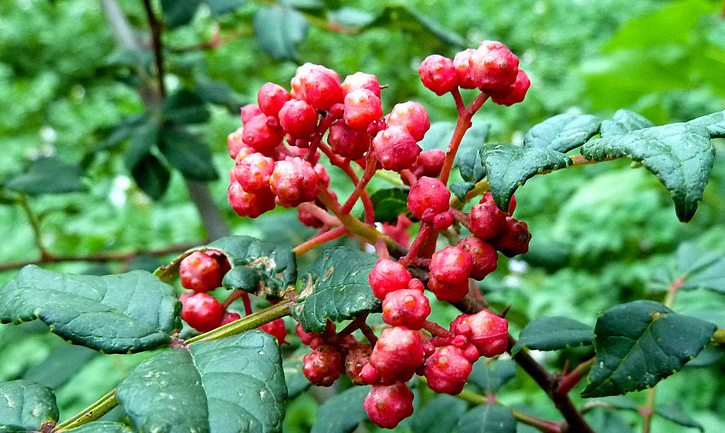 大红袍是什么茶