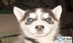 狗狗眼中的世界是怎样的