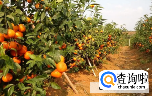 培育柑橘如何才能够有个好的产量