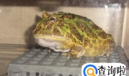 角蛙冬天怎么养