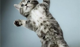 如何训练猫咪不抓人不咬人