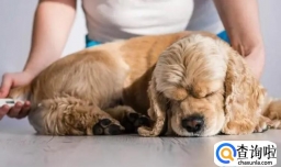 狗狗能不能吃番石榴 狗狗不可以吃番石榴的原因