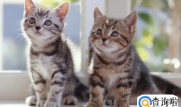 猫咪应激反应怎么处理