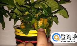 解决栀子花叶黄的原因