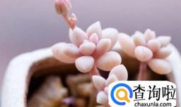 姬秋丽怎么养才能爆盆