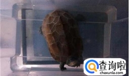 野生草龟，养龟注意：大头草龟