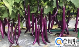 小时候最喜欢妈妈的这道茄子美食，简单方便营养美味，夏天必备