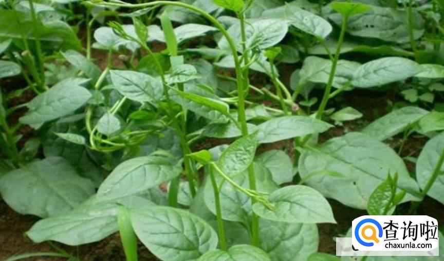 三十岁之后补钙吃那些食物最好