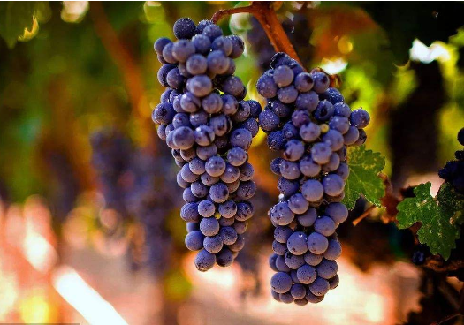 葡萄没熟可以吃吗