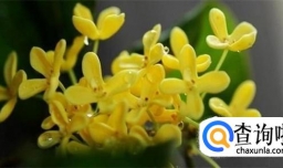 桂花主要病害的识别与防治