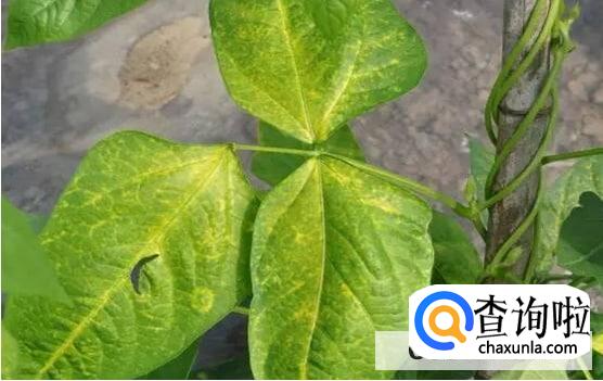 豇豆叶子发黄要怎么处理