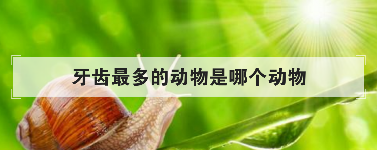 牙齿最多的动物是哪个动物
