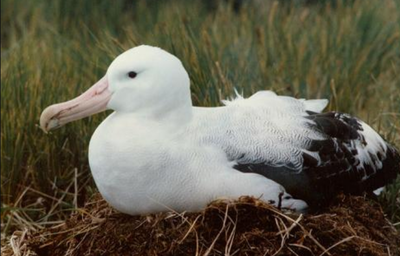 南极有哪些动物