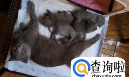 家养宠物英短蓝猫的注意事项