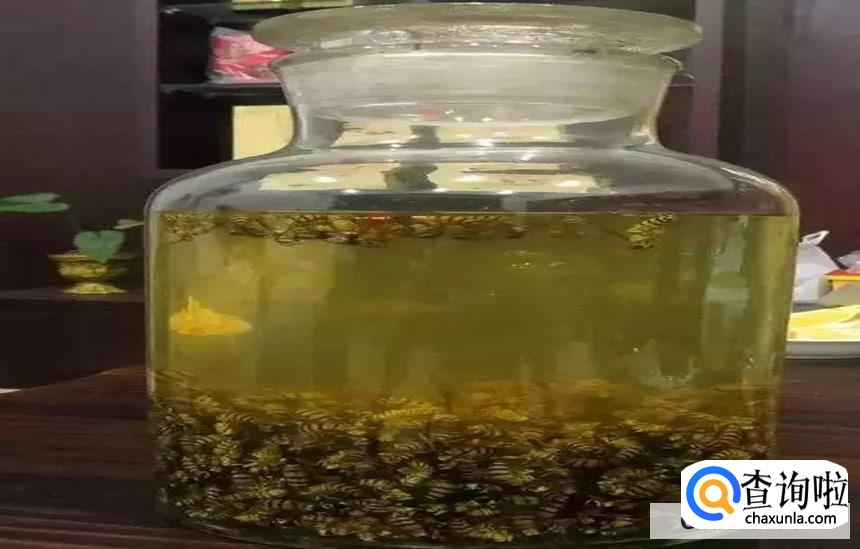 黄蜂泡酒的作用和功效