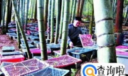 金线莲种植模式和效益