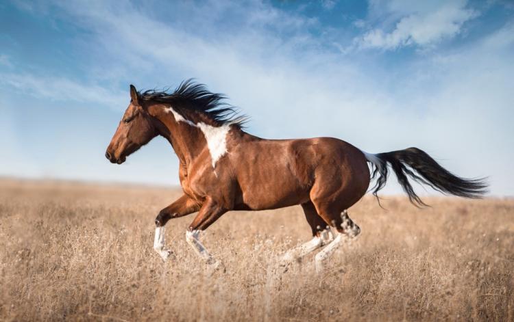 精神奕奕的动物是什么动物