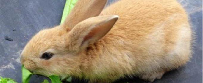 为什么说养兔子不吉利