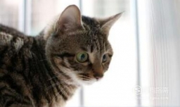 狸花猫和虎斑猫的区别