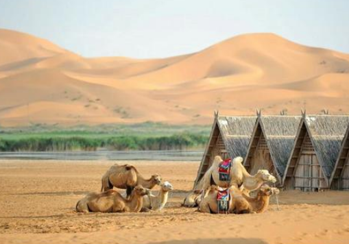 喝驼奶的好处与坏处