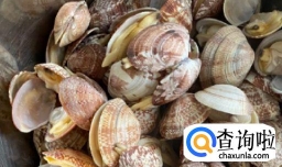 如何做蛤蜊冬瓜鲜鸡汤