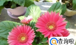 如何养好非洲菊？